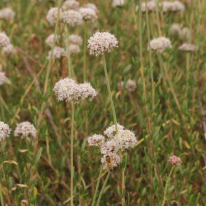 California Buckwheat – Eriogonum fasciculatum