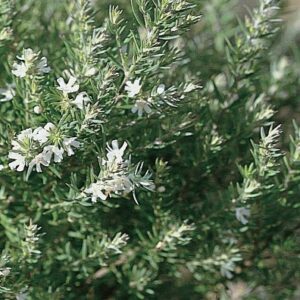 Coast Rosemary – Westringia fruticosa Evergreen